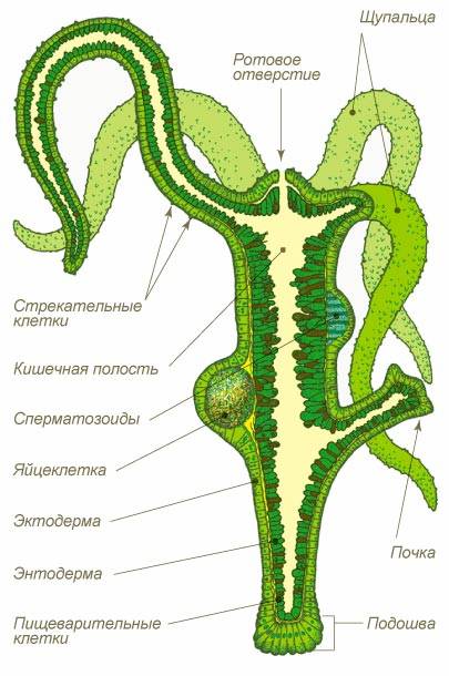 Ссылка com блэкспрут